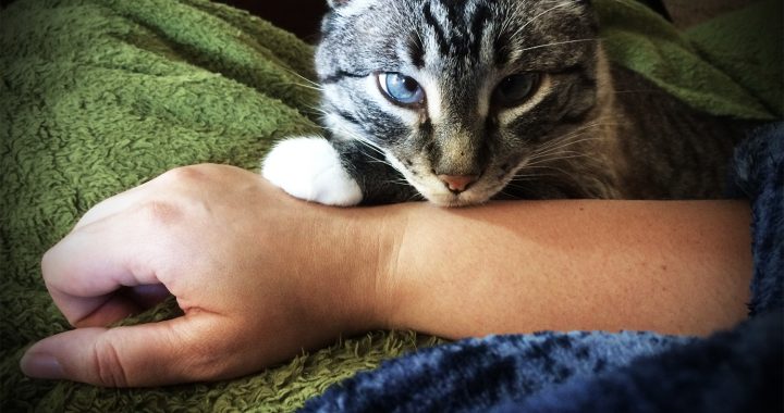 Jasmine the Writing Cat doing the Jedi mind trick on me Jasmine the Writing Cat staring intently at me