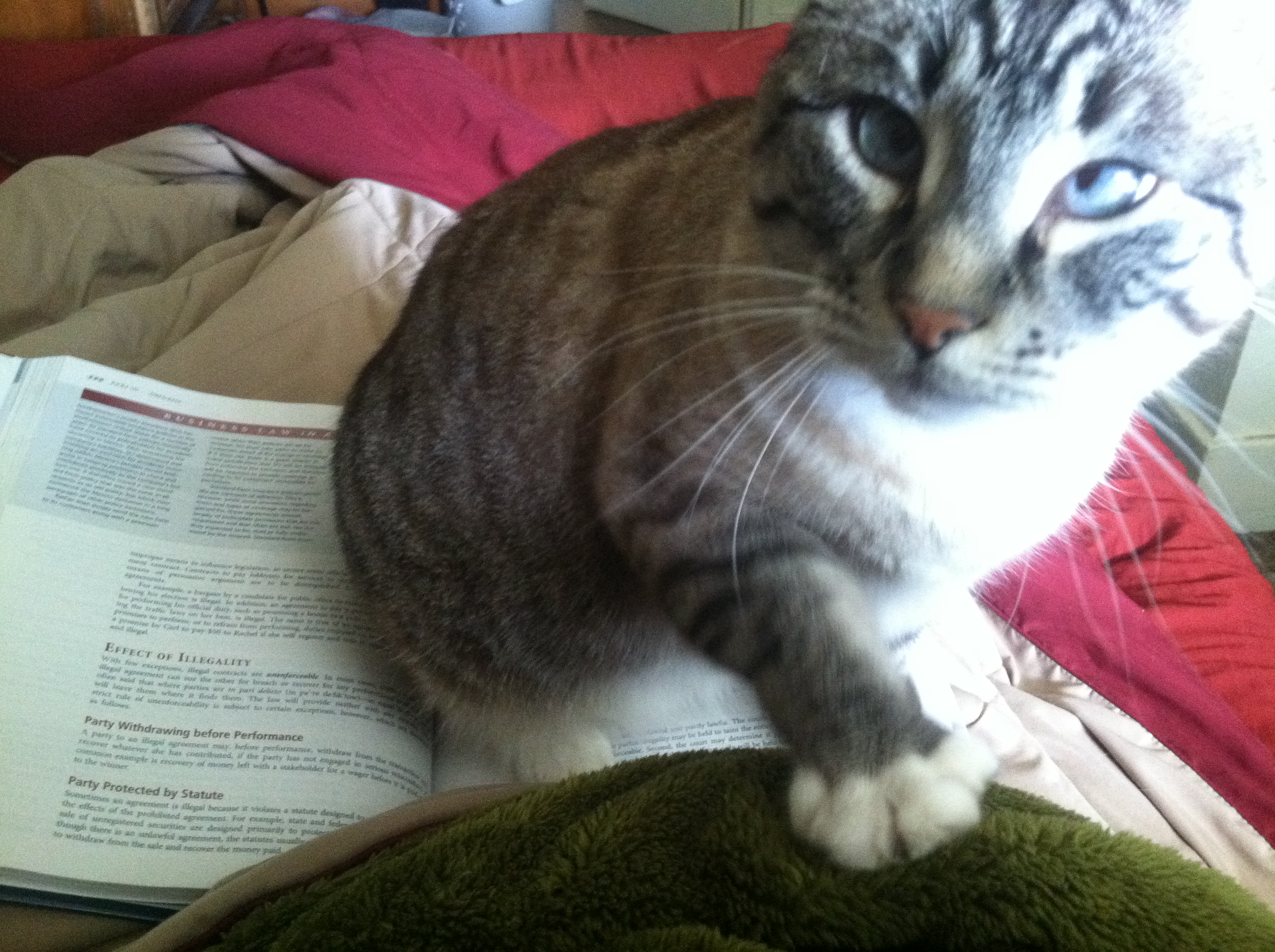 Jasmine the Writing Cat