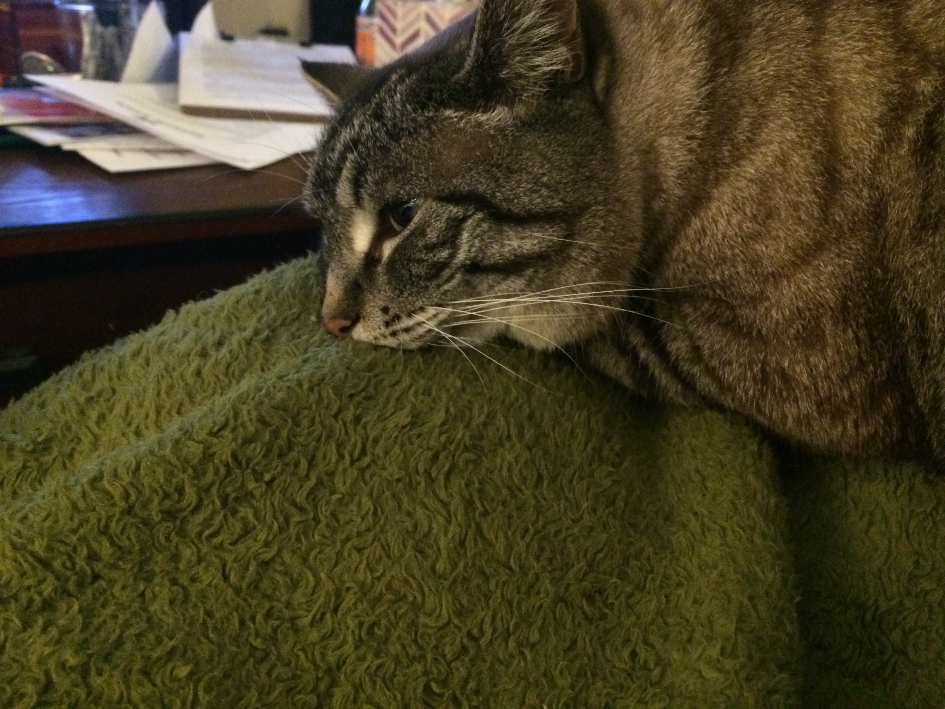 Jasmine the Writing Cat