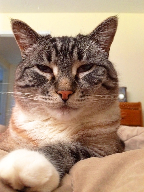 Jasmine the writing buddy for Erin Wright