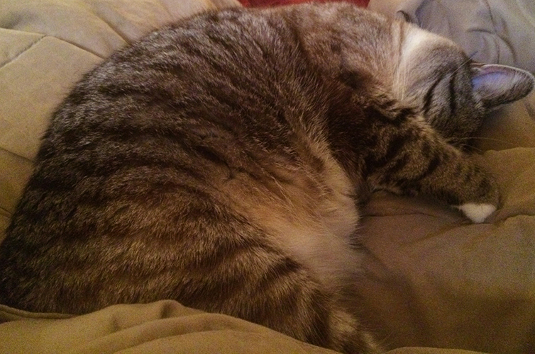 Jasmine the Writing Cat is disgusted with Erin Wright