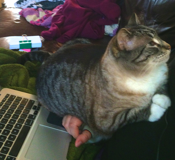 Jasmine the Writing Cat