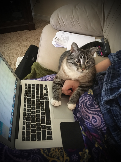 Jasmine the Writing Cat