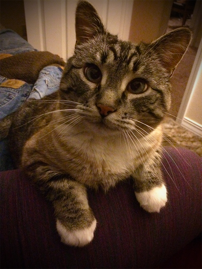 Jasmine the Writing Cat knows you can do this...